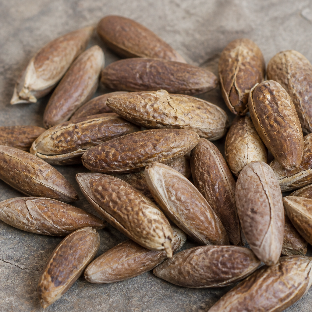 Date Palm Seed